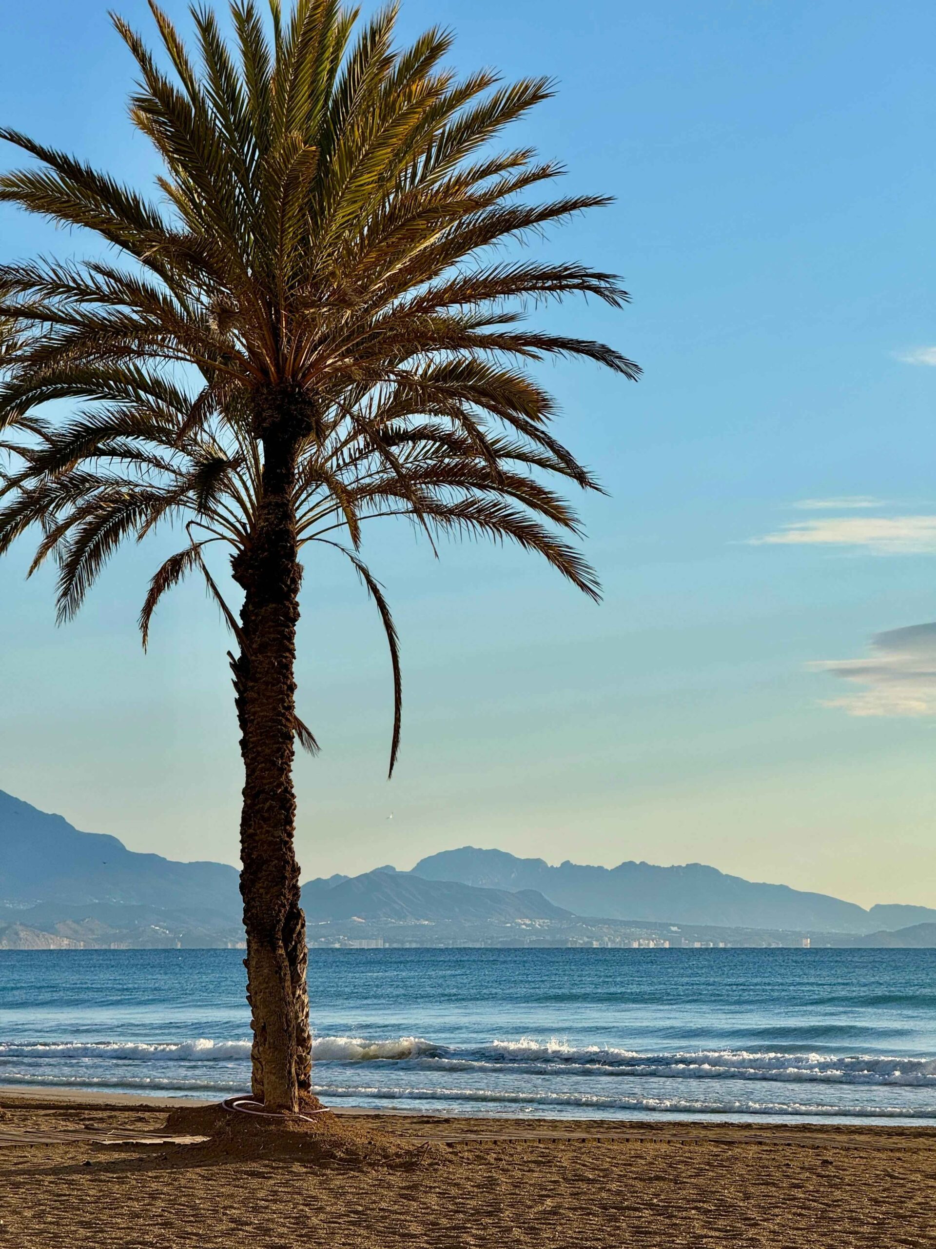 Palm tree by the beach in Spain