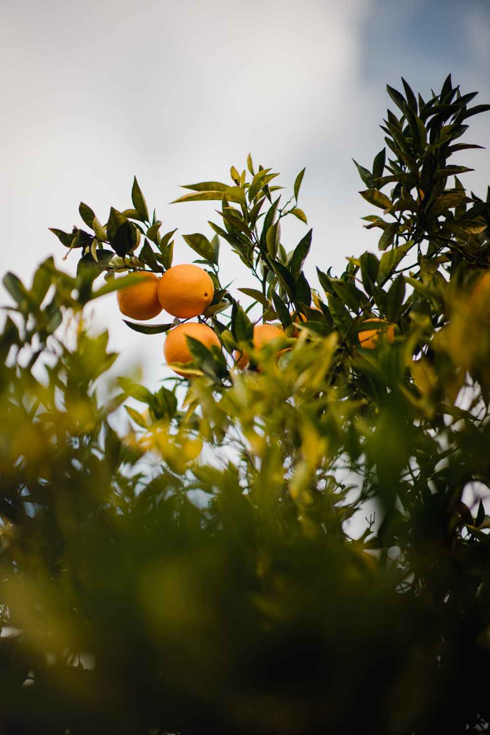 Orange tree in Spain representing property purchase funds